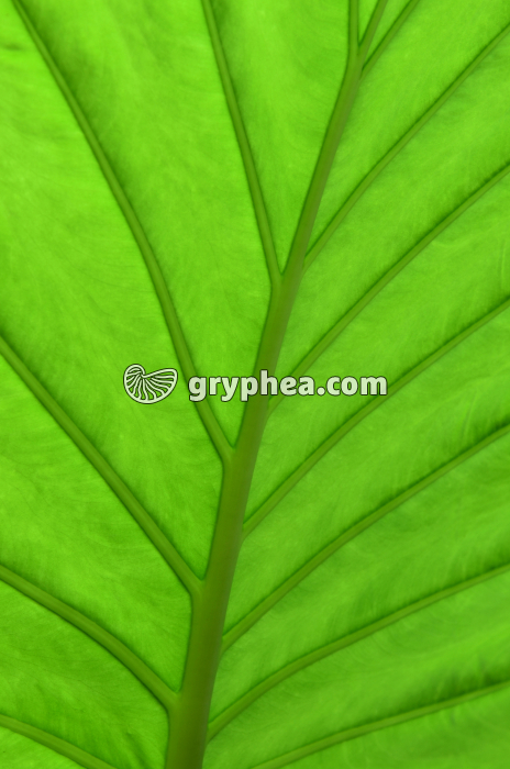 Feuille face inférieure - gryphea.com